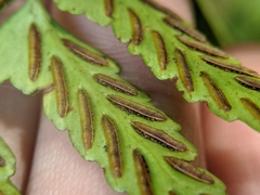 Asplenium cuneatiforme