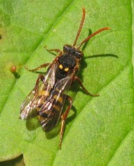 Nomada marshamella