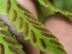 Asplenium cuneatiforme