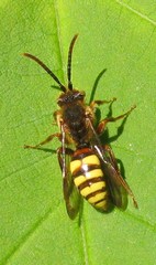 Nomada leucophthalma