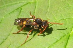 Nomada marshamella