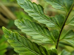 Asplenium cuneatiforme