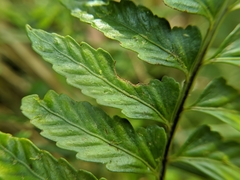 Asplenium cuneatiforme