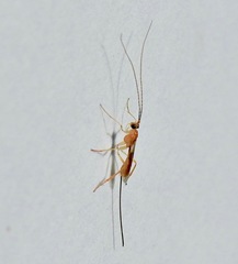 Macrocentrinae
