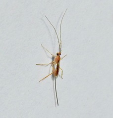 Macrocentrinae
