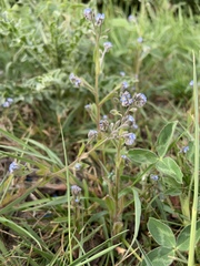 Myosotis ramosissima
