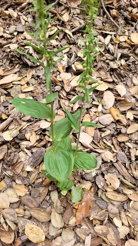 Broad-leaved helleborine