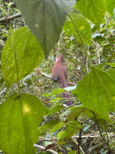 Common Squirrel-Cuckoo