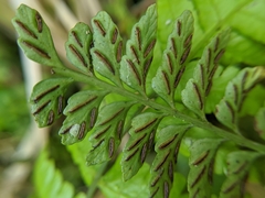 Asplenium cuneatiforme