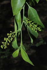Agonandra racemosa