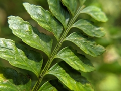 Asplenium cuneatiforme