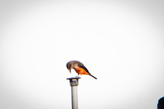 Pyrocephalus rubinus obscurus