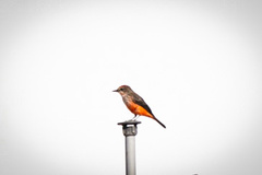 Pyrocephalus rubinus obscurus