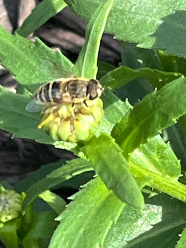 Eurasian Drone Fly