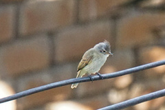 Camptostoma obsoletum griseum