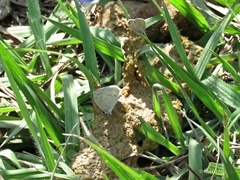 Celastrina echo gozora