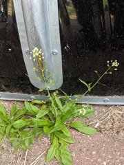 Capsella bursa-pastoris
