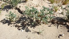 Astragalus sabulonum