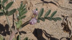 Astragalus sabulonum