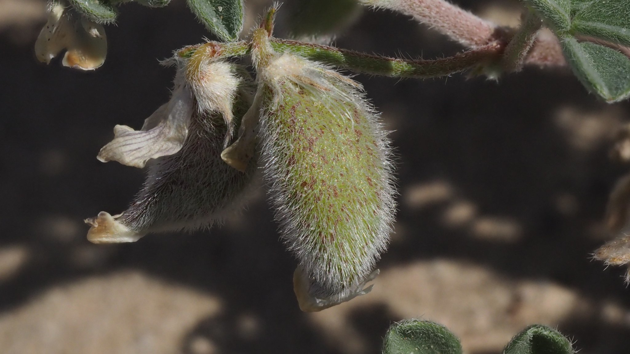Astragalus sabulonum