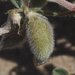 Astragalus sabulonum - Photo (c) Fred Melgert / Carla Hoegen, alguns direitos reservados (CC BY-NC), uploaded by Fred Melgert / Carla Hoegen