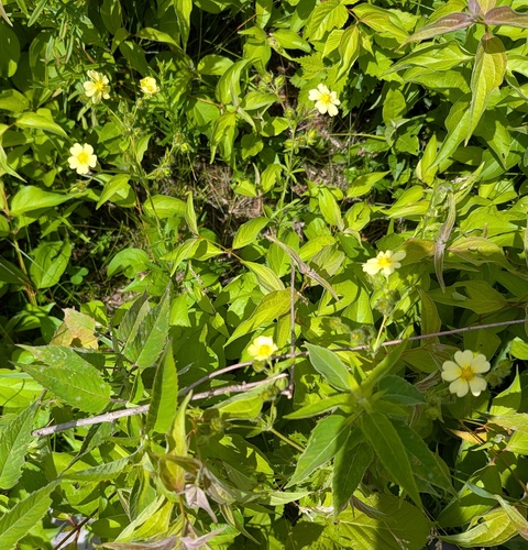 sulphur cinquefoil