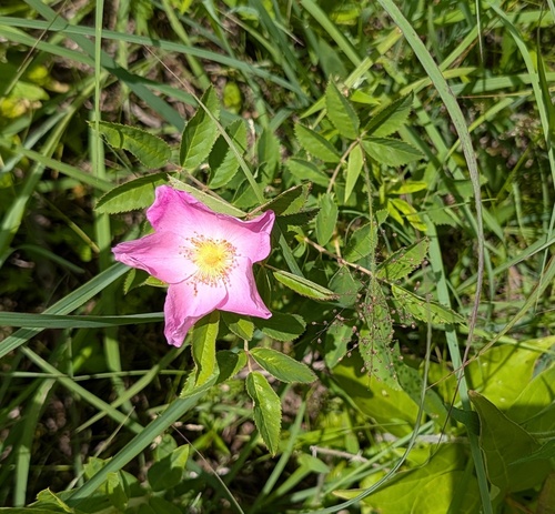 Carolina rose