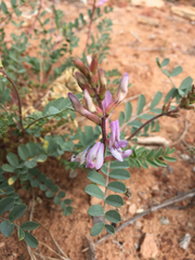 Astragalus preussii