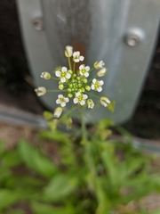 Capsella bursa-pastoris