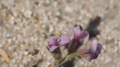 Astragalus sabulonum