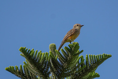 Pyrocephalus rubinus obscurus