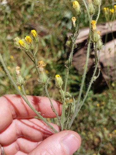 Crepis setosa, photograph 5