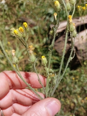 Crepis setosa, photograph (c) Thomas Koffel, some rights reserved (CC BY)