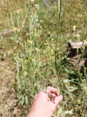 Crepis setosa, photograph (c) Thomas Koffel, some rights reserved (CC BY)