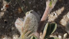 Astragalus sabulonum