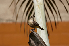 Pyrocephalus rubinus obscurus