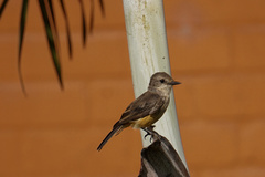 Pyrocephalus rubinus obscurus