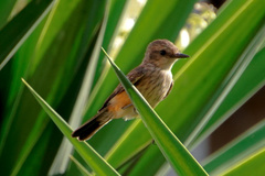 Pyrocephalus rubinus obscurus