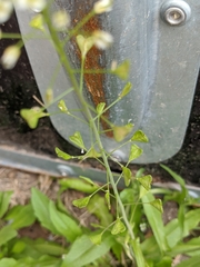 Capsella bursa-pastoris