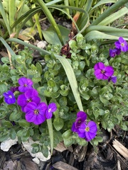 Aubrieta deltoidea
