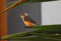 Pyrocephalus rubinus obscurus