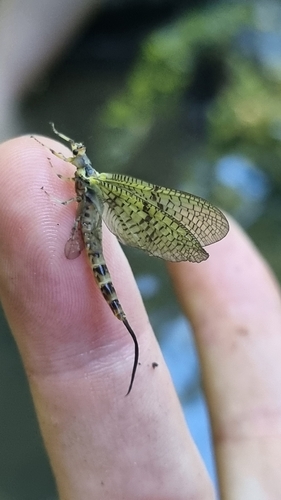 European Green Drake