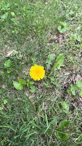 common dandelion
