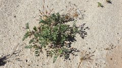 Astragalus sabulonum