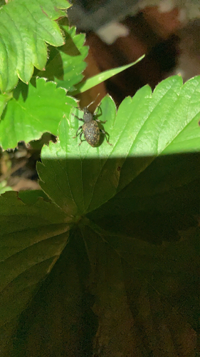 Black Vine Weevil