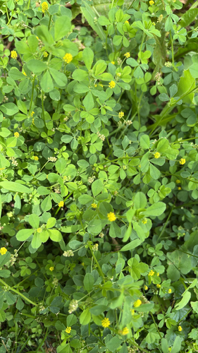 Black Medick