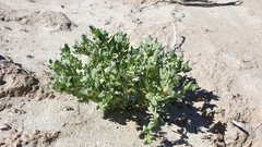 Atriplex elegans fasciculata