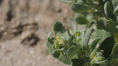 Atriplex elegans fasciculata