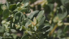 Atriplex elegans fasciculata