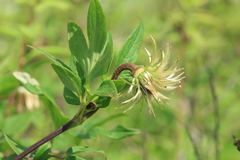 Clematis fusca